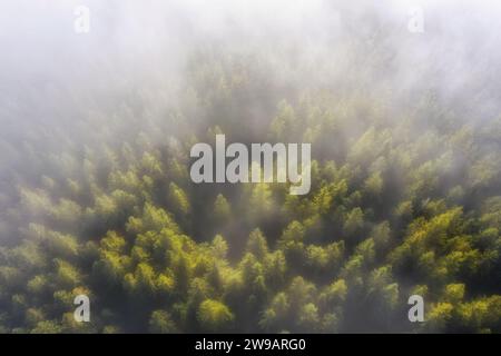 Nebeliger Bergwald bei Sonnenaufgang. Wunderschöne Landschaft mit Morgennebel über Nadelbäumen. Draufsicht. Stockfoto