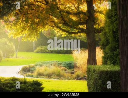 Großer Baum mit Herbstlaub im Park bei Sonnenuntergang mit hellem Sonnenschein. Wunderschöne Naturlandschaft. Stockfoto