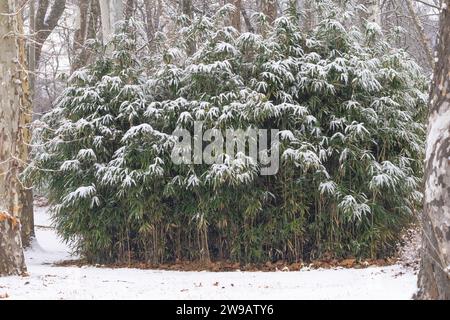 Bambusblätter im Winter mit Schnee Stockfoto