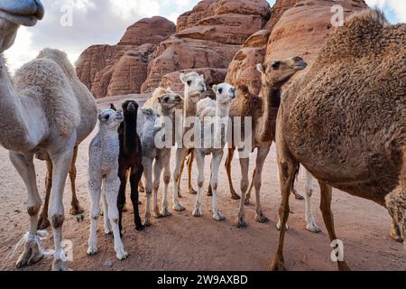 Gruppe von Kamelen mit ihren kleinen Kälbern zu Fuß in Wadi Rum Wüste, Nahaufnahme Weitwinkel Detail. Stockfoto
