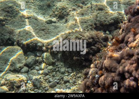 Unterwasserpflanzen und Algen, die auf Felsen in der Nähe der Meeresoberfläche wachsen - Schnorcheln in Limni, Griechenland. Stockfoto