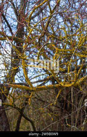 Xanthoria parietina gemeine orangefarbene Flechten, Gelbschuppen, Seelichtflechten und Landflechten an der Rinde des Astes. Dünner trockener Ast mit Orangen Stockfoto