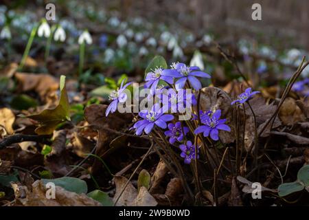 Wunderschöne Makroaufnahme einer ersten einzelnen Wildblume große blaue Hepatisa Hepatisa transsylvanica, die im Frühling unter trockenen Blättern zu blühen beginnt. Stockfoto