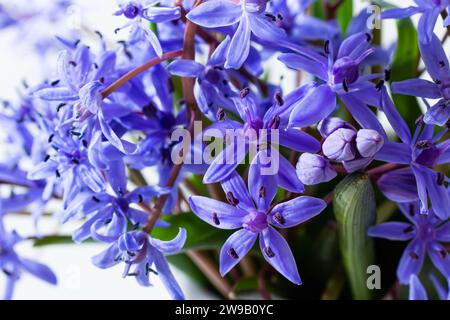 Wunderschöne blaue Blumen Schneeflocken Scilla bifolia Alpine Squill, zweiblättriger Squill auf weißem Hintergrund mit Platz für Text. Frühlingsdekoration. Stockfoto