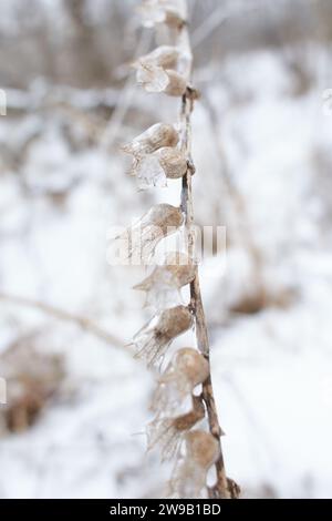 Blumen des Laubgrases, Büsche bedeckt mit Eiskruste nach dem eisigen Regen, Fragment, Hintergrund. Ausgewählter Fokus Stockfoto