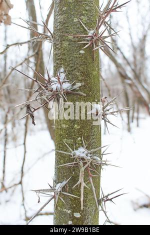 Dorniger Stamm von Akazienbaum, der in der Natur aus nächster Nähe mit Schnee bedeckt ist Stockfoto