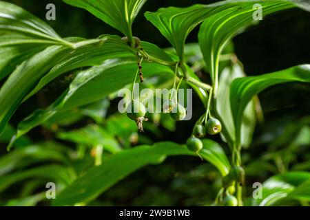 Unreife Beeren des Robbens von Angular Salomon, auch bekannt als Duftsaube von Salomon, Polygonatum odoratum. Stockfoto