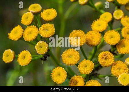 Gelbe Blüten der Tannenblüte im Sommer. Tansy Tanacetum vulgare ist eine mehrjährige, krautige Blütenpflanze der Gattung Tanacetum in der Osterpflanze Stockfoto