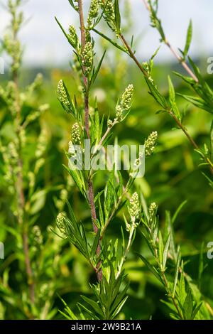 Chenopodium Album, essbare Pflanze, gebräuchliche Namen sind Lammquartier, Melde, Gänsefuß, weißer Gänsefuß, wilder Spinat, Bathua und Fetthennen. Stockfoto