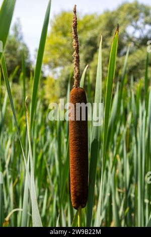 typha Wildpflanze am Teich, sonniger Sommertag. Typha angustifolia oder Cattail. Stockfoto