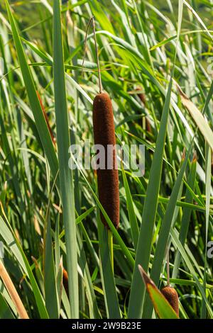 typha Wildpflanze am Teich, sonniger Sommertag. Typha angustifolia oder Cattail. Stockfoto