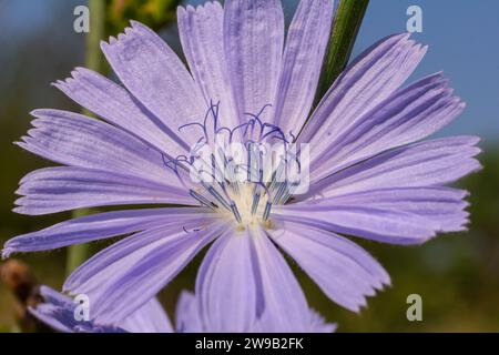 Zarte blaue Zichorienblüten, Pflanzen mit dem lateinischen Namen Cichorium intybus auf einem unscharfen natürlichen Hintergrund, schmale Fokusfläche. Stockfoto