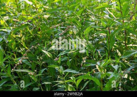 Unkraut Persicaria lapathifolia wächst auf einem Feld unter landwirtschaftlichen Kulturen. Stockfoto