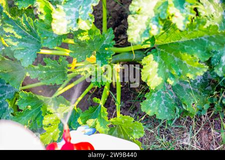 Landwirt sprüht Zucchini-Pflanzen gegen Parasiten und Krankheiten. Gemüseanbau im Garten. Stockfoto