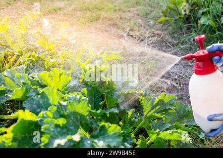 Ein Gärtner sprüht Zucchini-Pflanzen gegen Parasiten und Krankheiten. Gemüseanbau im Garten. Stockfoto