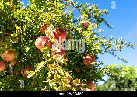 Wunderschöne frische und reife Granatapfelfrüchte auf einem Baum in einem üppigen Obstgarten Stockfoto