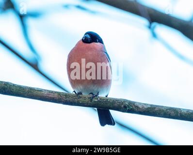 Männlicher Eurasischer Bullfinch (Pyrrhula pyrrhula) im Winter, Livingston, West Lothian, Schottland. Stockfoto