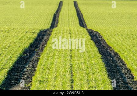 Traktorspuren auf einem Ackerfeld mit Frühjahrsfrucht, West Lothian, Schottland Stockfoto