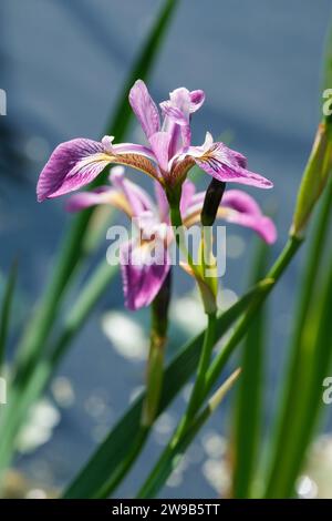 Iris versicolor Kermesina, blaue Flagge Kermesina, leuchtende magentafarbene Blüten, mit weißen Streifen markiert. Stockfoto