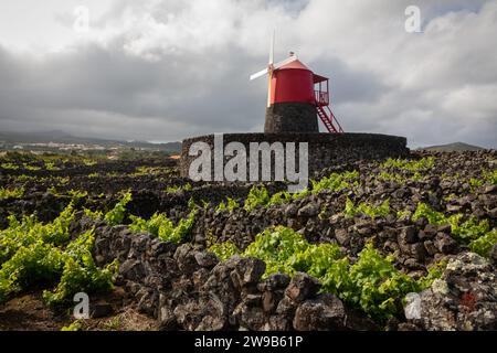 Traditioneller Weinberg auf dem Pico Islland, Azoren, Portugal Stockfoto