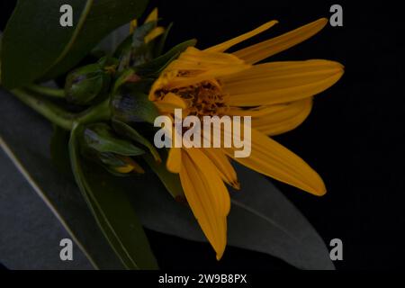 Wilde Arrowleaf Balsamroot, die natürlich in den Feldern von Utah angebaut werden Stockfoto