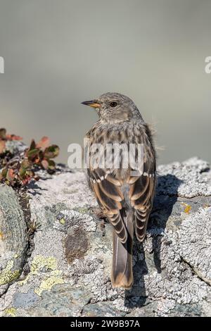 Alpine accentor (Prunella collaris) auf Felsen in seinem typischen alpinen Lebensraum, Alpen, Italien, Juni. Vertikal. Stockfoto