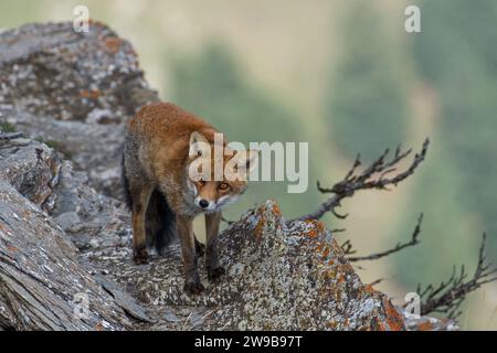 Wilder Rotfuchs (Vulpes vulpes) auf Felsen am Rande einer Klippe mit verschwommenem alpinen Grasland und Nadelwald im Hintergrund, Alpen, Italien Stockfoto