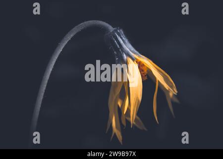 Zarte Arnika-Blüte, die gerade in den Wäldern von Grand Teton gefunden wird Stockfoto