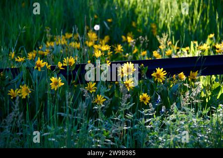 Wilde Arrowleaf Balsamroot, die natürlich in den Feldern von Utah angebaut werden Stockfoto