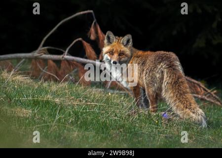 Wilder Rotfuchs (Vulpes vulpes) auf der Jagd nach Beute in einer alpinen Prärie mit einem Hintergrund von Tannenbäumen im warmen Licht eines Sommeruntergangs. Alpen, Italien. Stockfoto