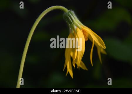 Zarte Arnika-Blüte, die gerade in den Wäldern von Grand Teton gefunden wird Stockfoto