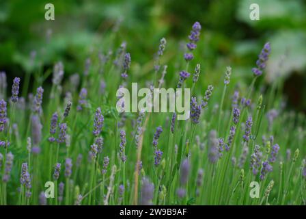 Lavendelblume in Lila blüht im Frühjahr und Sommer Stockfoto