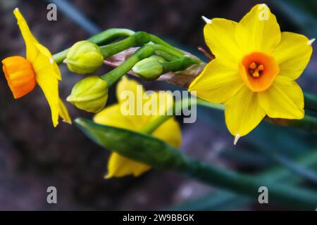 Heysham, Lancashire, Vereinigtes Königreich. Dezember 2023. Eine frühe blühende Narcissus wurde im Heysham Village in Lancashire gesichtet Credit: PN News/Alamy Live News Stockfoto