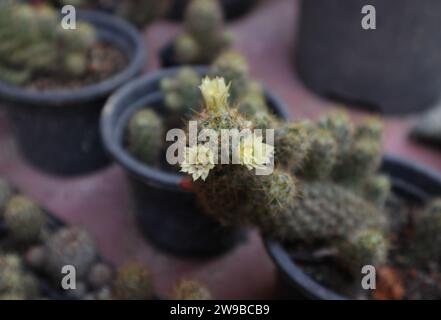Hochwinkelansicht der kleinen gelben Marienfinger-Kaktusblüten (Mammillaria elongata), die auf der Topfpflanze blühen Stockfoto