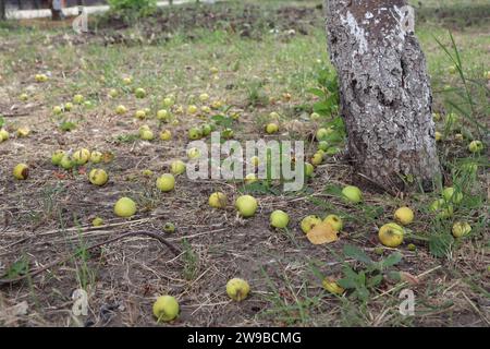 Viele verdorbene Wurm-Äpfel liegen unter einem Apfelbaum auf dem Boden zwischen dem Gras Stockfoto