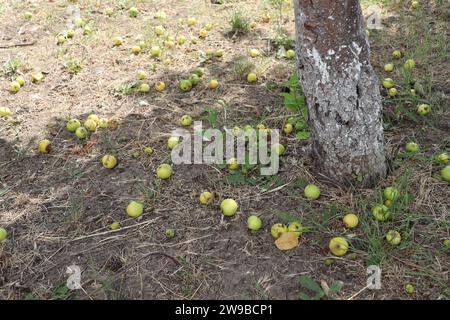 Viele verdorbene Wurm-Äpfel liegen unter einem Apfelbaum auf dem Boden zwischen dem Gras Stockfoto