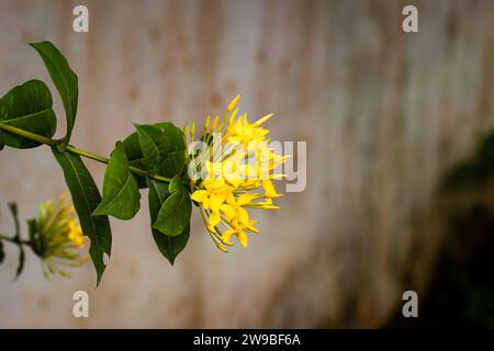 Gelbe ixora, endemisch in Sri Lanka, wächst in freier Wildbahn. Stockfoto