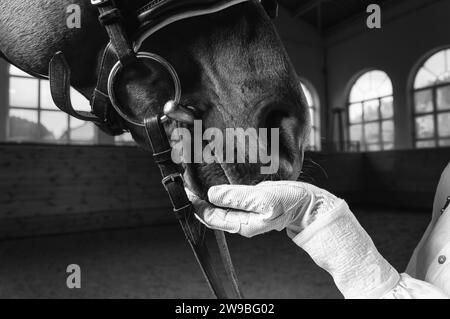 Bild der Hand eines Reiters im Handschuh. Der Jockey füttert das Pferd. Nahaufnahme Hochformat. Gemischte Medien Stockfoto