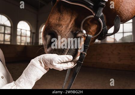 Bild der Hand eines Reiters im Handschuh. Der Jockey füttert das Pferd. Nahaufnahme Hochformat. Gemischte Medien Stockfoto