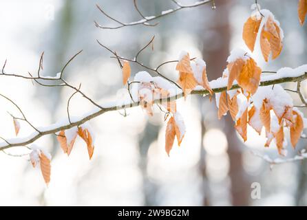 Zweige oder Zweige einer Kupferbuche oder Kupferbuche (Fagus sylvatica) im Winter, mit Schnee bedeckt, einzelne braune, trockene Blätter vom Herbst, spitze Knospen Stockfoto