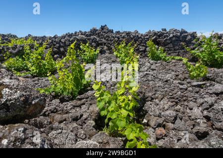 Traditioneller Weinberg in der Nähe von Biscoitos auf der Insel Terceira, Azoren Stockfoto