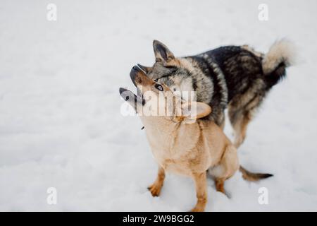 Sibirischer Husky spielt mit einem anderen Hund im Schnee in einem Tierheim für obdachlose Tiere Stockfoto