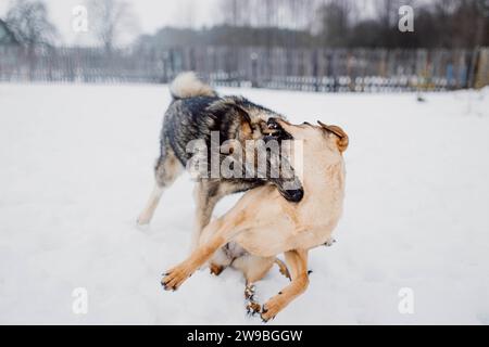 Sibirischer Husky spielt mit einem anderen Hund im Schnee in einem Tierheim für obdachlose Tiere Stockfoto