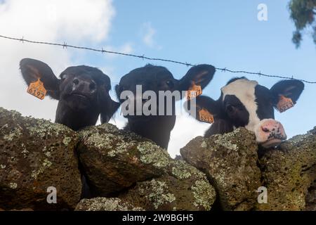 Drei neugierige Kälber, die über eine Steinmauer auf Terceira auf den Azoren blicken Stockfoto