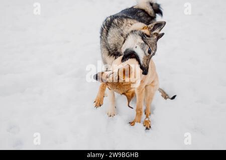 Sibirischer Husky spielt mit einem anderen Hund im Schnee in einem Tierheim für obdachlose Tiere Stockfoto