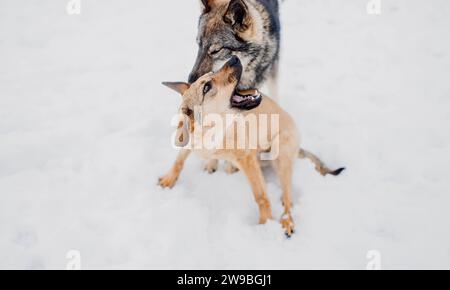 Sibirischer Husky spielt mit einem anderen Hund im Schnee in einem Tierheim für obdachlose Tiere Stockfoto