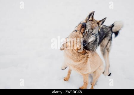 Sibirischer Husky spielt mit einem anderen Hund im Schnee in einem Tierheim für obdachlose Tiere Stockfoto