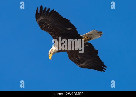 Ein junger Weißkopfadler, der hoch über einem blauen Himmel schwebt, schaut hinunter und sucht nach Beute. Stockfoto