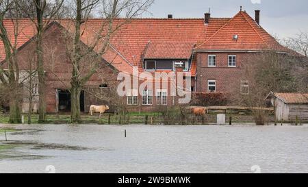 Olfen, NRW, Deutschland. Dezember 2023. Kühe suchen Sicherheit in der Nähe des Bauernhauses. Der Fluss Stever und seine Seitenarme haben große Teile der umliegenden Landschaft stark überflutet. In der Nähe der Stever Bridge, einer historischen Dreibogenbrücke, die früher kleine Boote in einem Kanal über den Fluss Stever transportierte (heute eine Fußbrücke), sind die umliegenden Felder knietief überflutet. Weite Teile Nord- und Westdeutschlands haben nach wochenlangen Starkregen Überschwemmungen erlebt. Die Prognose ist für mehr Regen. Quelle: Imageplotter/Alamy Live News Stockfoto
