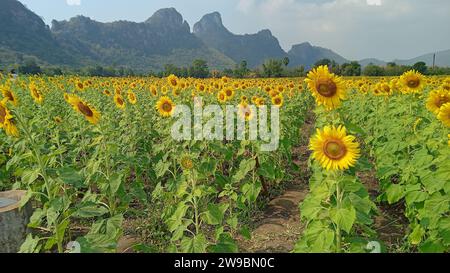 Ein lebendiges Sonnenblumenfeld in voller Blüte steht im Vordergrund, mit einer atemberaubenden Berglandschaft im Hintergrund Stockfoto